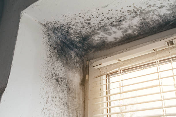 Affordable Black Mold Remediation solutions in College Park, GA